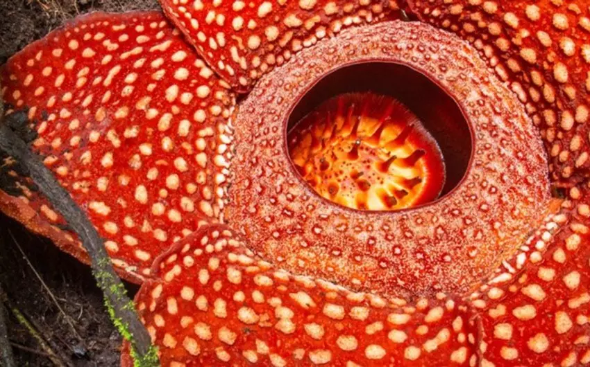 Rafflesia Sabah Malesia